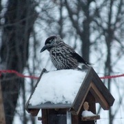 Nøttekråke (Nucifraga caryocatactes)