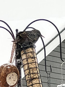 Stær (Sturnus vulgaris)