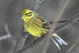 Gulspurv (Emberiza citrinella)