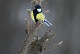 Kjøttmeis (Parus major)