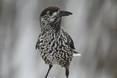 Nutcracker (Nucifraga caryocatactes)