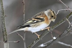 Brambling (Fringilla montifringilla)