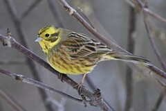 Yellowhammer (Emberiza citrinella)