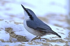 Nuthatch (Sitta europaea)