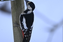 Great Spotted Woodpecker (Dendrocopos major)