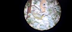 Grey-headed Woodpecker (Picus canus)