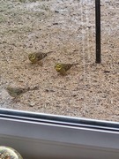 Yellowhammer (Emberiza citrinella)