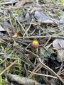 Hestehov (Tussilago farfara)