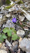 Blåveis (Hepatica nobilis)