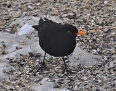 Svarttrost (Turdus merula)