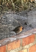 Rødstrupe (Erithacus rubecula)