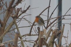 Rødstrupe (Erithacus rubecula)