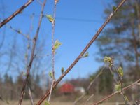 Downy Birch (Betula pubescens)