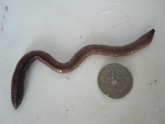 Stormeitemark (Lumbricus terrestris)