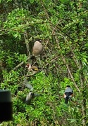 Stillits (Carduelis carduelis)