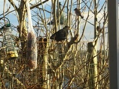 Svarttrost (Turdus merula)