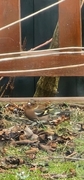 Chaffinch (Fringilla coelebs)