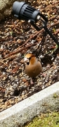 Hawfinch (Coccothraustes coccothraustes)