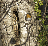 Rødstrupe (Erithacus rubecula)