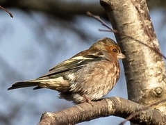 Bjørkefink (Fringilla montifringilla)