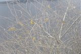 Gulspurv (Emberiza citrinella)