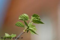 Bjørk (Betula pubescens)