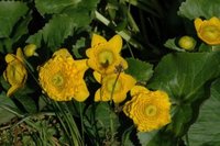 Bekkeblom (Caltha palustris)