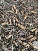 Sitkagran (Picea sitchensis)