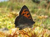 Ildgullvinge (Lycaena phlaeas)