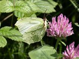 Sitronsommerfugl (Gonepteryx rhamni)