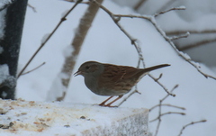 Jernspurv (Prunella modularis)