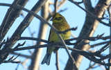 Gulspurv (Emberiza citrinella)