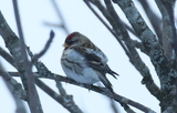 Gråsisik (Carduelis flammea)