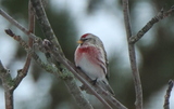 Gråsisik (Carduelis flammea)