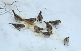 Gråsisik (Carduelis flammea)