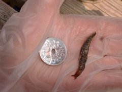 Gray field slug (Deroceras reticulatum)