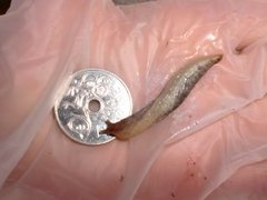 Gray field slug (Deroceras reticulatum)