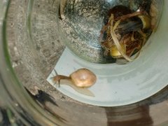 White-lipped Gardensnail (Cepaea hortensis)