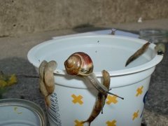White-lipped Gardensnail (Cepaea hortensis)