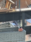 Eurasian Bullfinch (Pyrrhula pyrrhula)