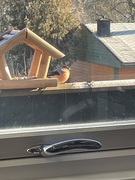 Eurasian Bullfinch (Pyrrhula pyrrhula)