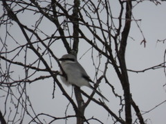 Great Grey Shrike (Lanius excubitor)