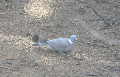 Wood Pigeon (Columba palumbus)