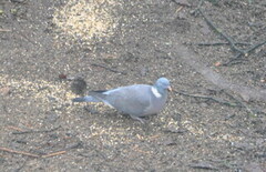 Ringdue (Columba palumbus)