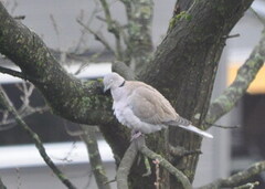 Tyrkerdue (Streptopelia decaocto)