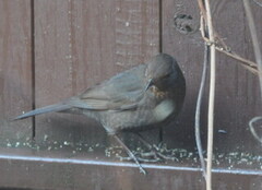 Svarttrost (Turdus merula)