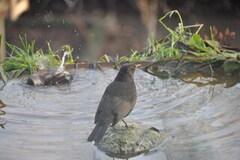 Svarttrost (Turdus merula)