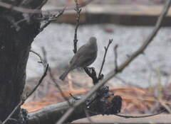 Rødstrupe (Erithacus rubecula)