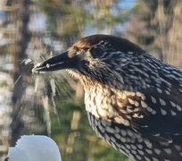 Nutcracker (Nucifraga caryocatactes)