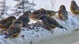 Grønnfink (Carduelis chloris)